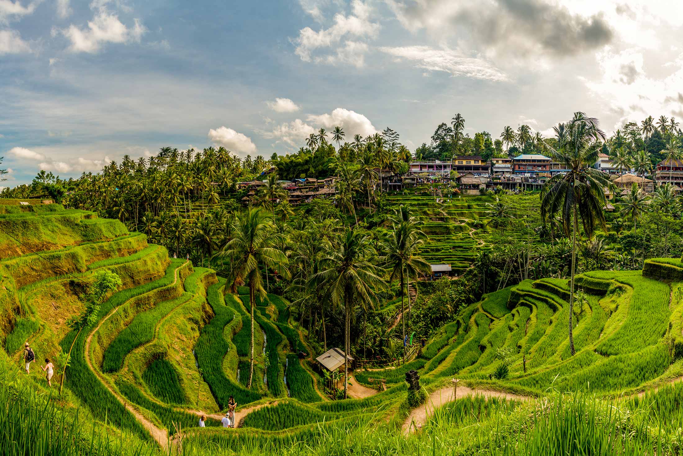 Fantastische Reisterrassen von Tegalalang in der Naehe von Ubud