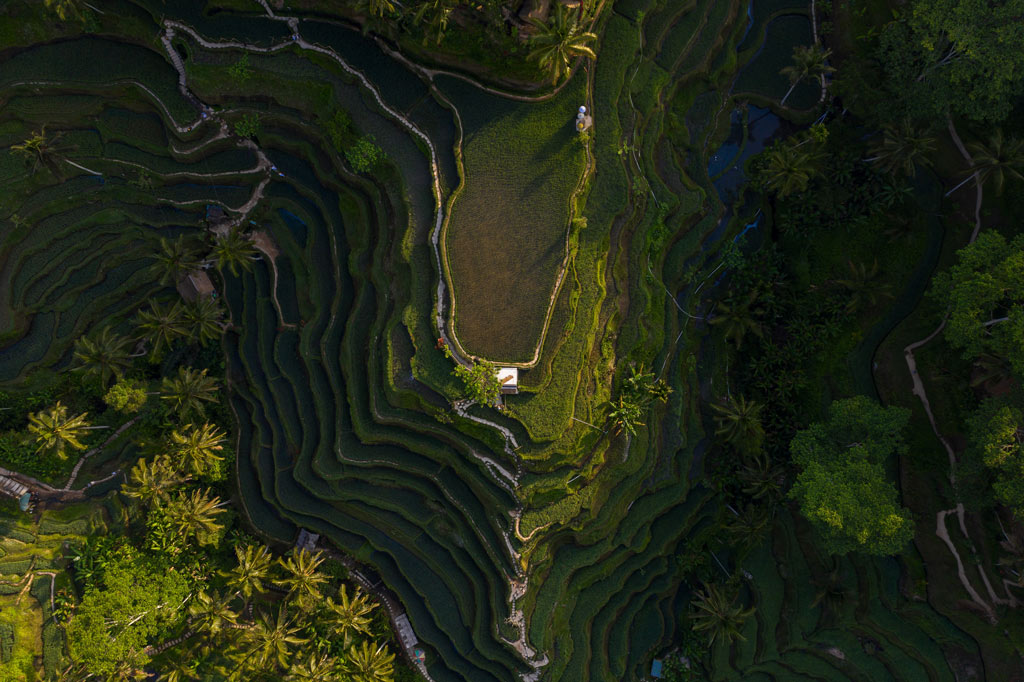 Reisterrassen von Tegalalang Bali